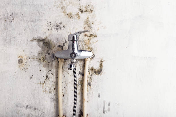 Best Black Mold Removal  in Ben Avon, PA