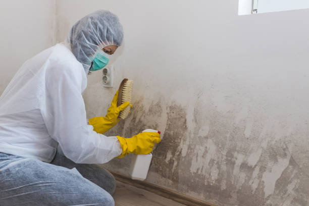 Mold Testing and Removal in Ben Avon, PA