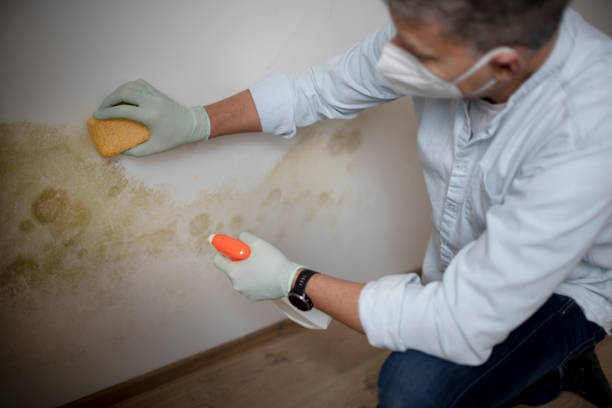 Best Mold Removal Specialists  in Ben Avon, PA