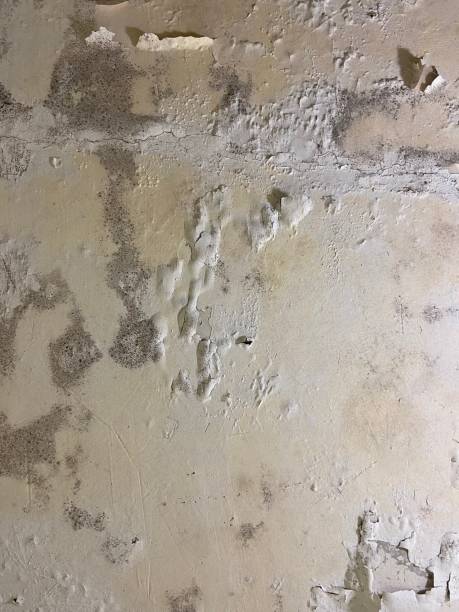 Best Emergency Mold Removal  in Ben Avon, PA