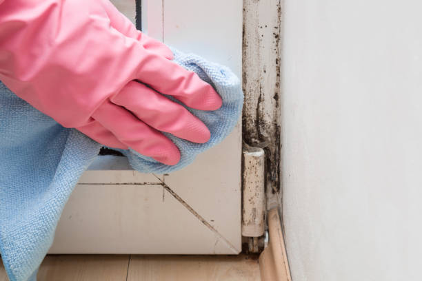 Best Toxic Mold Removal  in Ben Avon, PA