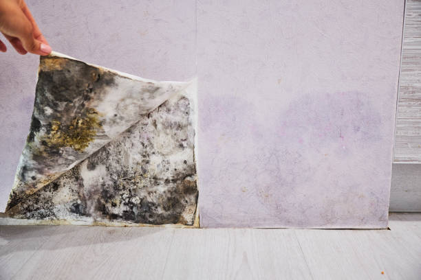 Best Office Mold Removal Services  in Ben Avon, PA